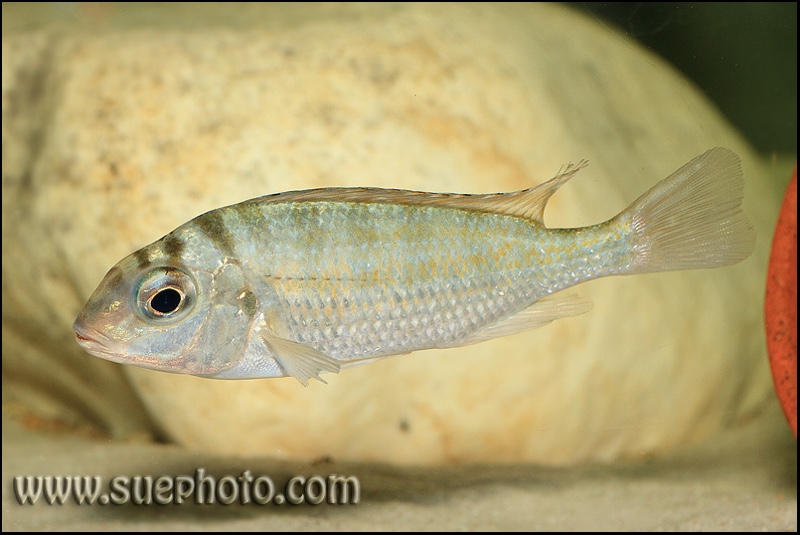 Limnotilapia dardennii 'Isanga Bay'